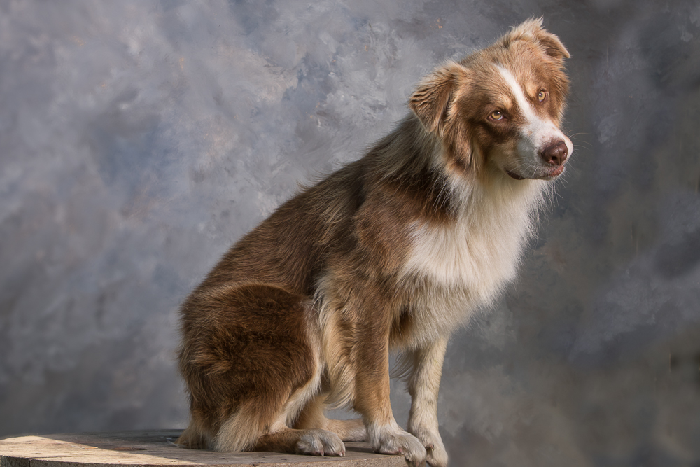 Chugs | Fargo Pet Photography